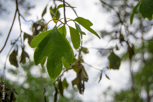 Hanging sassafras leaves