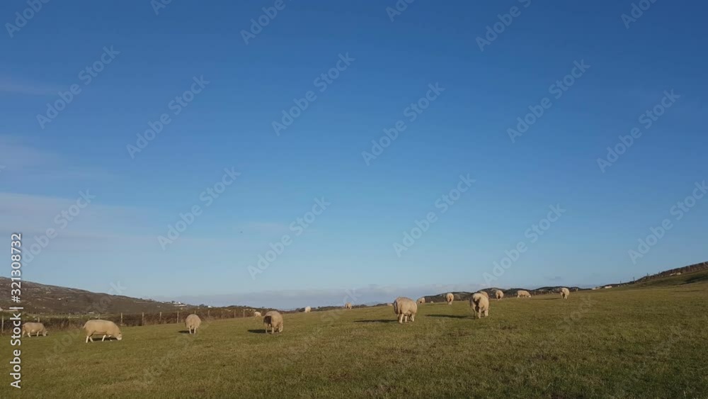 Sheep Graze In The Enclosure At Holy Island, Anglesey, Wales