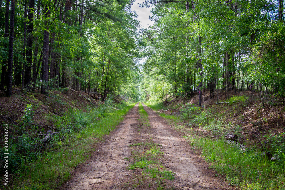 Obraz premium Dirt path through greenery