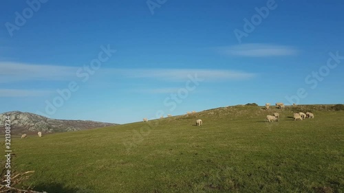 Sheep Graze In The Enclosure At Holy Island, Anglesey, Wales photo