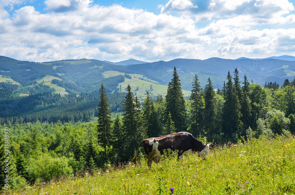 Cow grazing  on the wild nature in beautiful Ukrainian Carpathian mountains, ecological livestock
