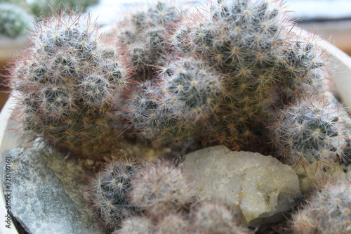 A variety of indoor plants on the windowsill when winter is outside