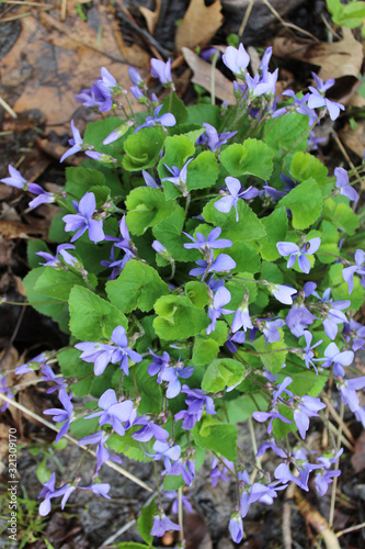 Common blue violet cluster at Captain Daniel Wright Woods Forest Preserve in Mettawa, Illinois