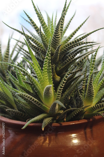A variety of indoor plants on the windowsill when winter is outside