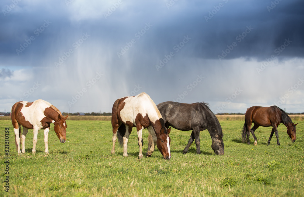 Fototapeta premium Horses in Autumn Meadows