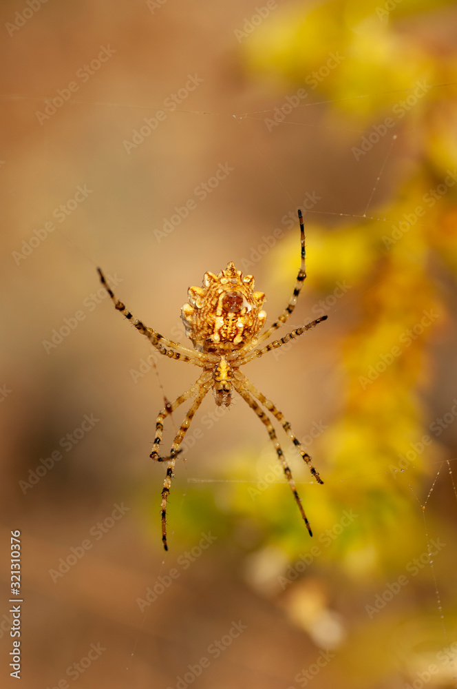 Beautiful spider feasting grasshopper on a spider web . Macro photo. Beautiful spider feasting grasshopper on a spider web . Macro photo.