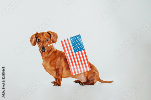 patriot dog with american flag in teeth  