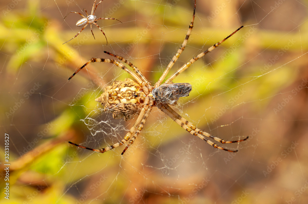 Beautiful spider feasting grasshopper on a spider web . Macro photo. Beautiful spider feasting grasshopper on a spider web . Macro photo.