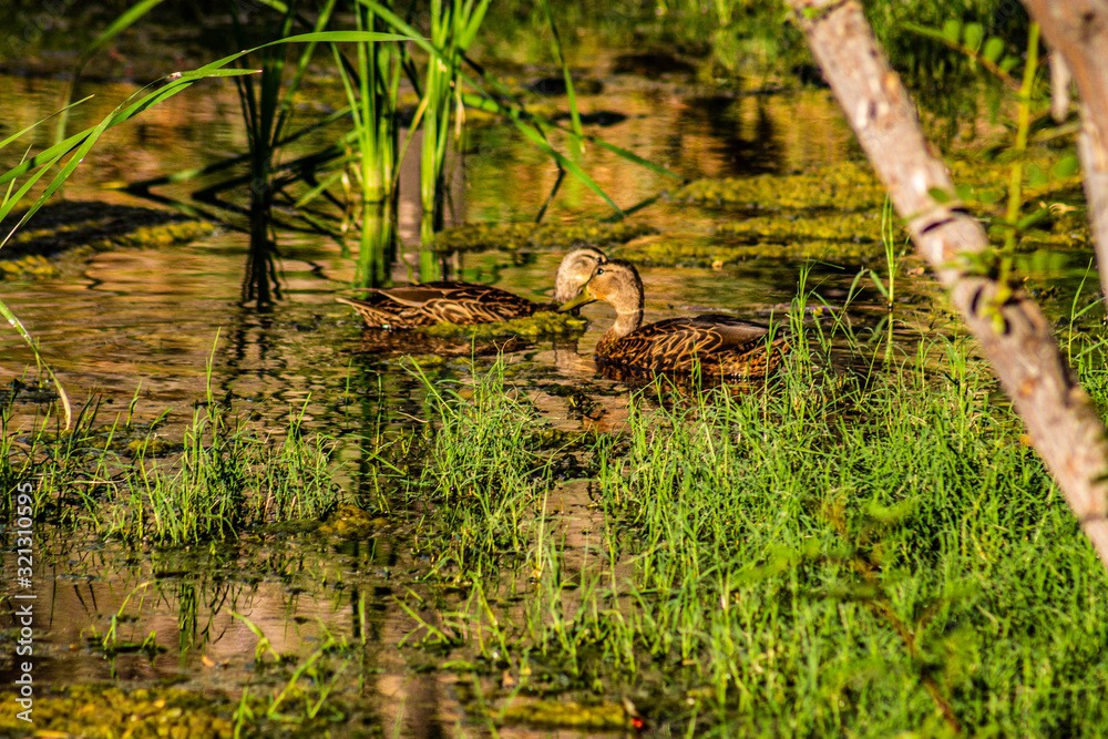patos patos