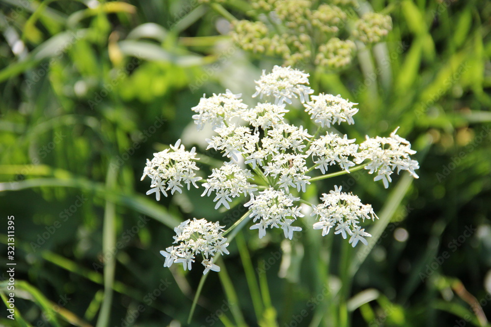 white flowers in grass white flowers in grass