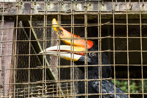 BORNEO, MALAYSIA - SEPTEMBER 6, 2014: Wild bird in captivity photo