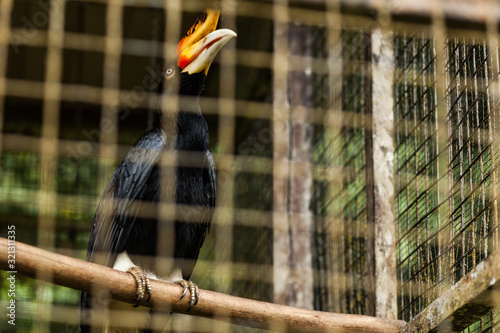 BORNEO, MALAYSIA - SEPTEMBER 6, 2014: Hornbill in the cage photo