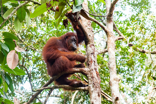 BORNEO, MALAYSIA - SEPTEMBER 6, 2014: Orangutan Sitting on the Tree and holding food