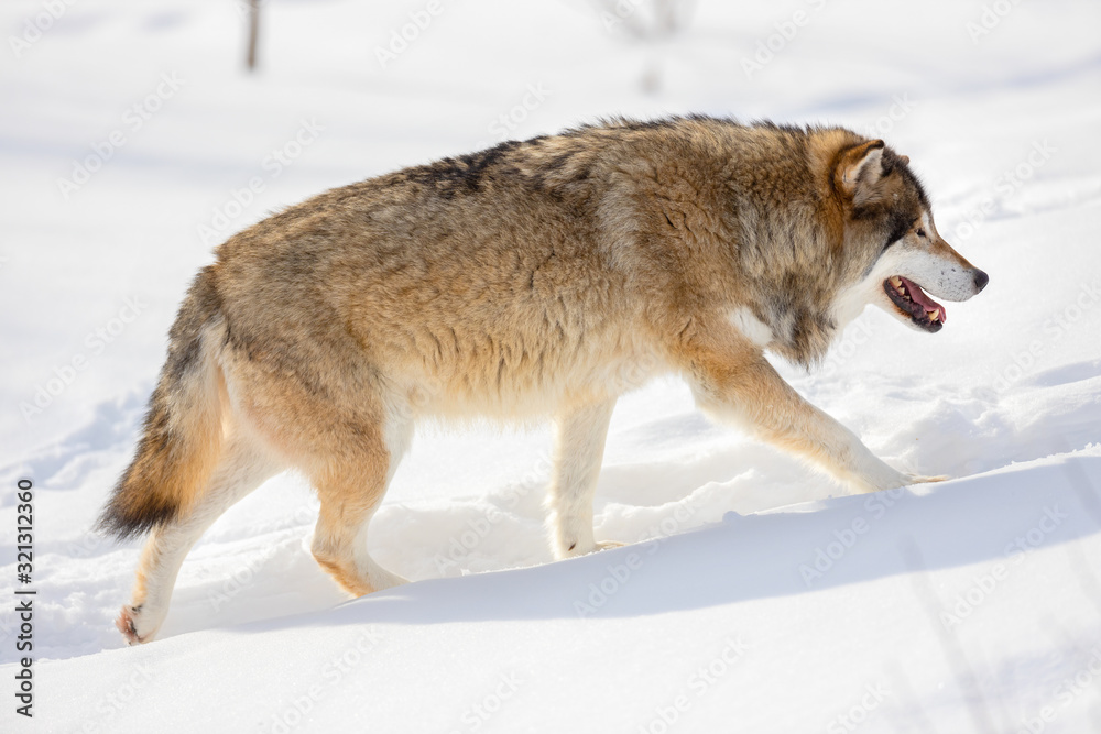 Side view of wolf walking on snow during sunny day