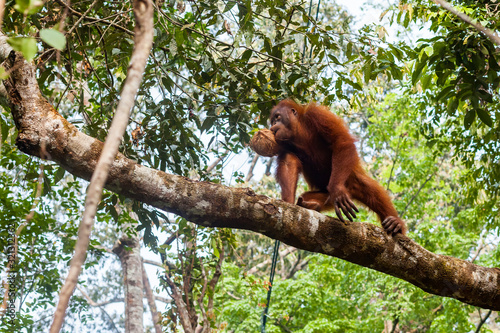 BORNEO, MALAYSIA - SEPTEMBER 6, 2014: Orangutan holding coconut in the mouth