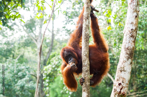 BORNEO, MALAYSIA - SEPTEMBER 6, 2014: Adult oangutan eating fruits photo