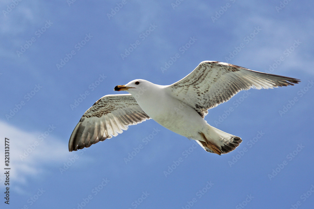 Single seagull flying in a sky as a background Single seagull flying in a sky as a background