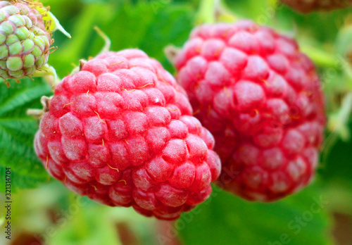  Fresh juicy red raspberries ripened on a branch in the summer.