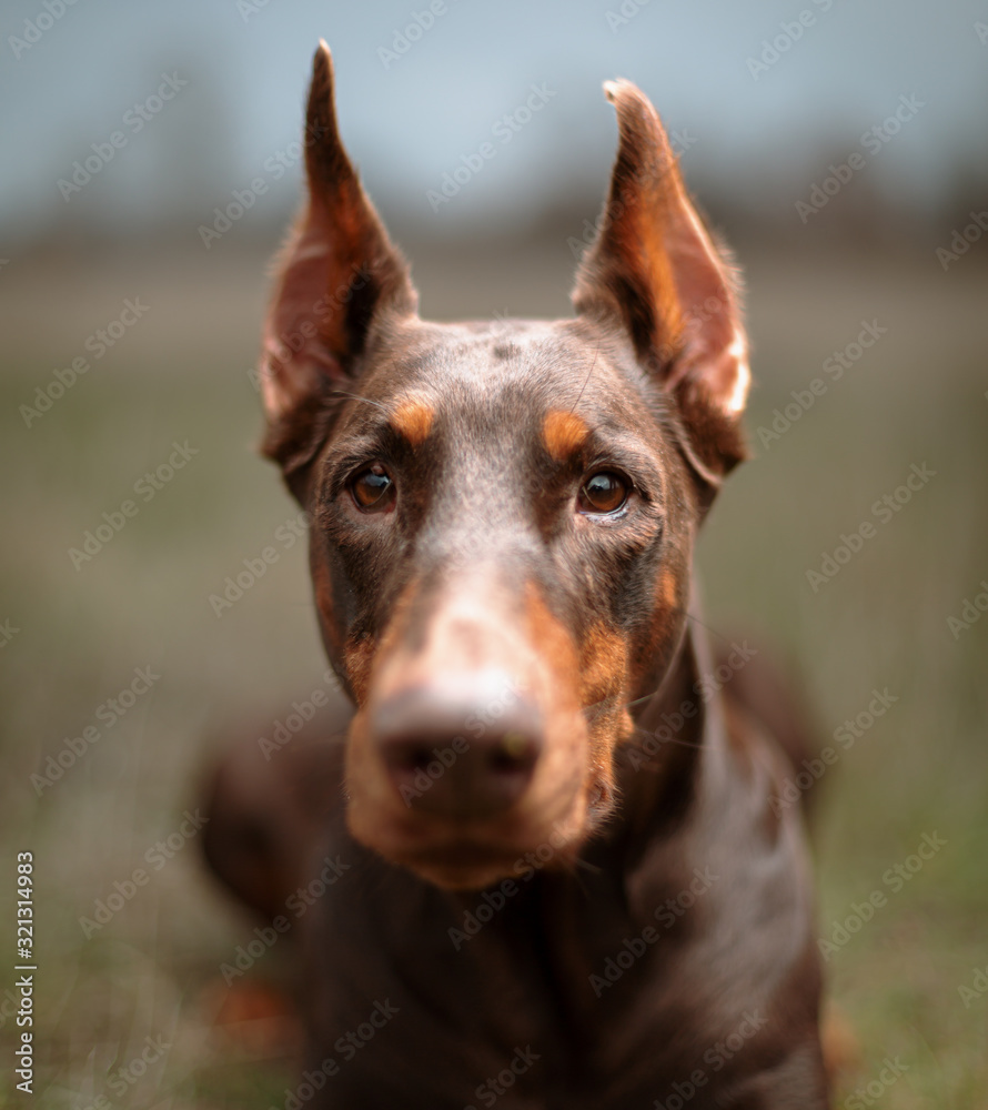 attentive look of a black-brown Doberman who lies on the grass raising his ears