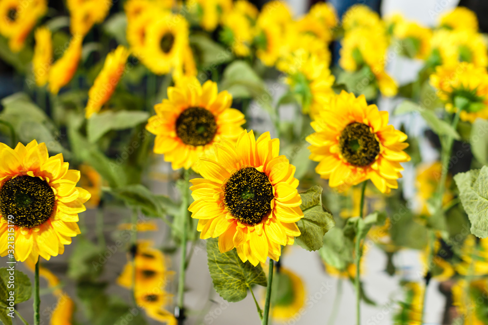 Obraz premium Abstract background with sunflowers over field and sunlight