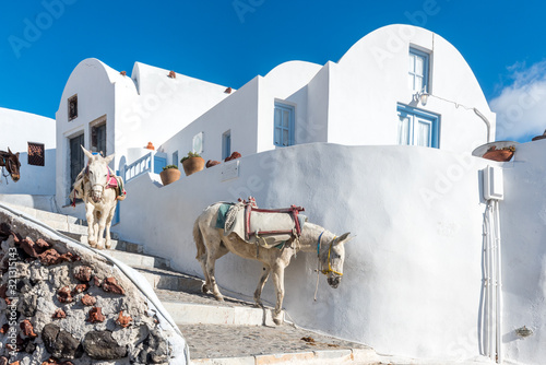 Fototapeta Naklejka Na Ścianę i Meble -  Donkeys (mules) transporting goods to construction sites in historic Oia village on Santorini island in Greece during sunny summer day
