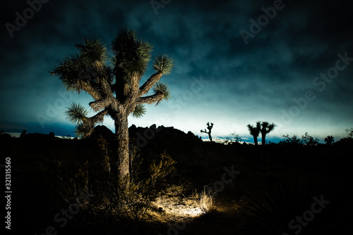 Joshua Tree illuminated at night in the Mojave Desert, California