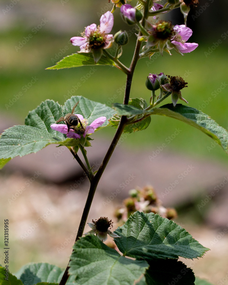 Bees on Blackberry Bees on Blackberry