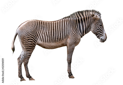 Grévy's zebra / imperial zebra (Equus grevyi) native to Kenya and Ethiopia against white background