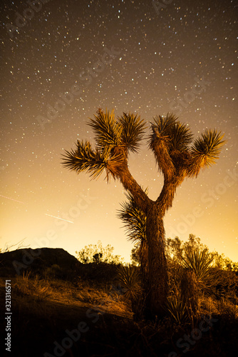 Stars in the sky at night over Joshua Tree in Mojave Desert, California