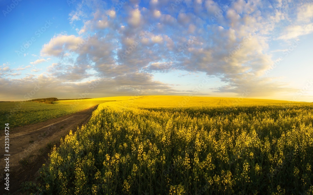 Fototapeta premium agriculture summer floral view, fiekd of blooming rape, splendid nature image