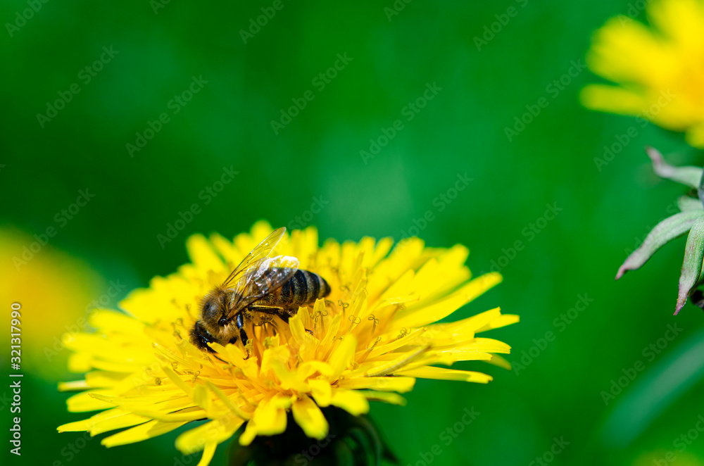The bee collects the yellow nectar on the legs from the yellow dandelion The bee collects the yellow nectar on the legs from the yellow dandelion
