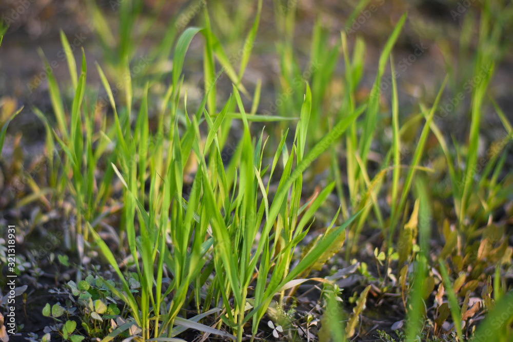 green grass on stone wall and grass look like a flower green grass on stone wall and grass look like a flower