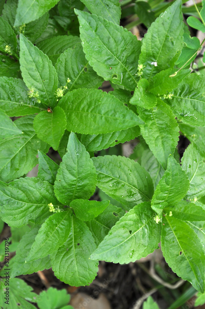 In the spring, Mercurialis perennis grows in the forest In the spring, Mercurialis perennis grows in the forest