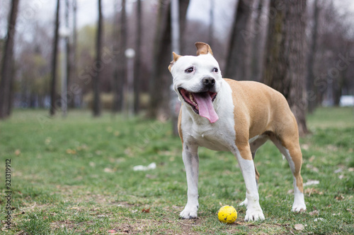 Happy pet dog on grass, enjoying in the public park, outdoors