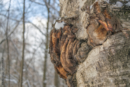 Chaga mushroom on a birch trunk. Close up.