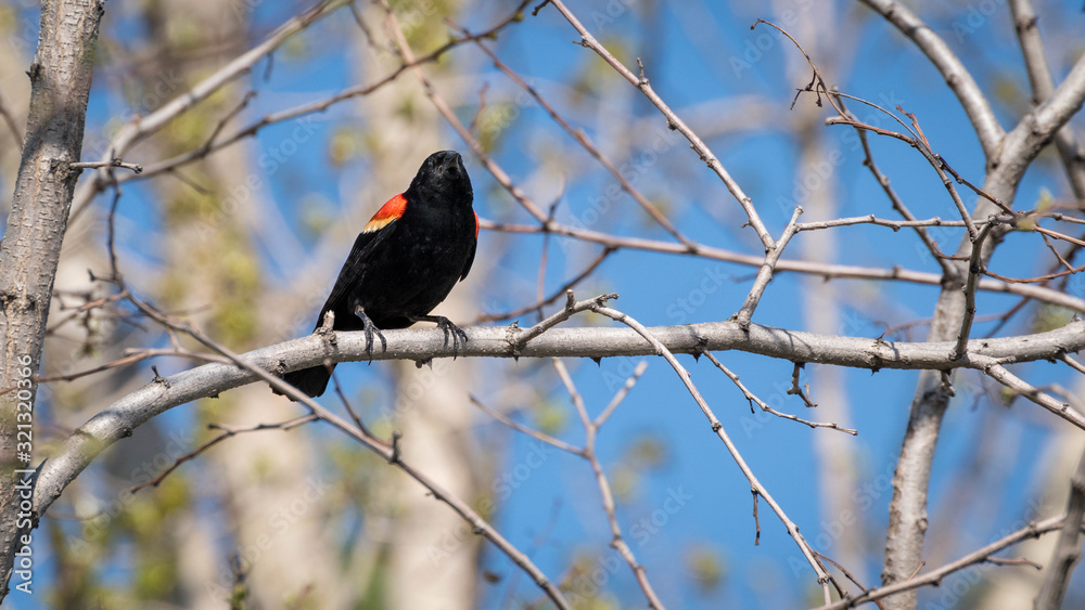 carouge has epaulettes in its natural environment. red-winged blackbird carouge has epaulettes in its natural environment. red-winged blackbird