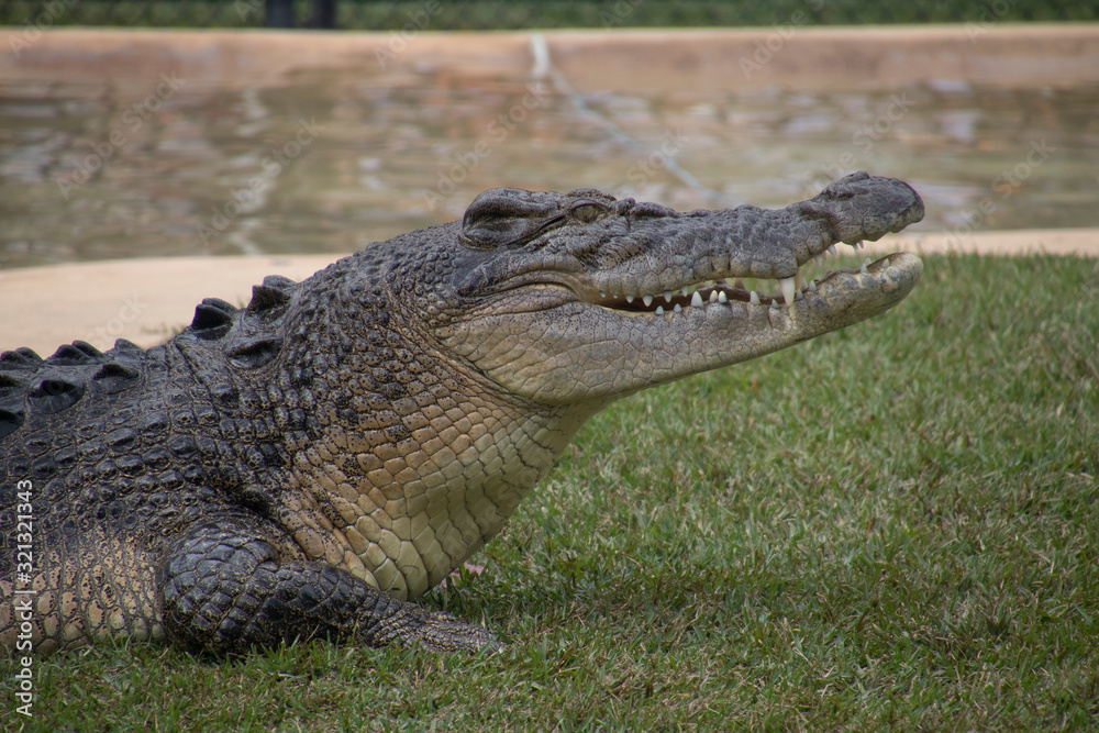 Obraz premium An eating crocodile