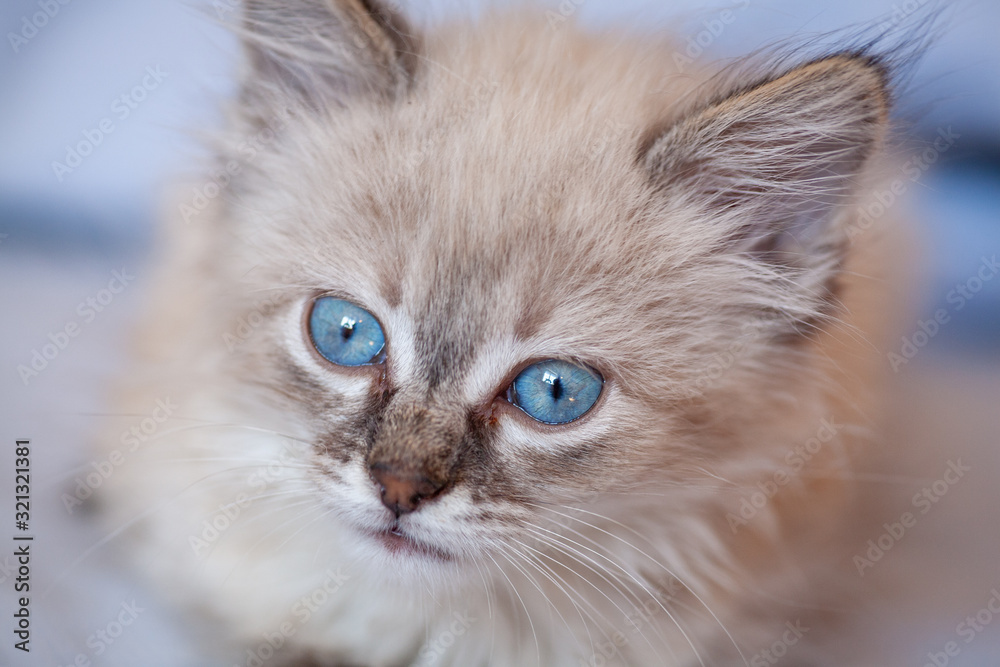 gray fluffy kitten on a black background is played jumping and biting. Favorite pet sits on the litter. Feline shelter.