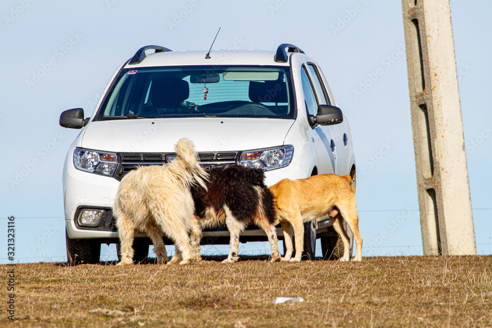 Obraz premium Shepherd dogs at work