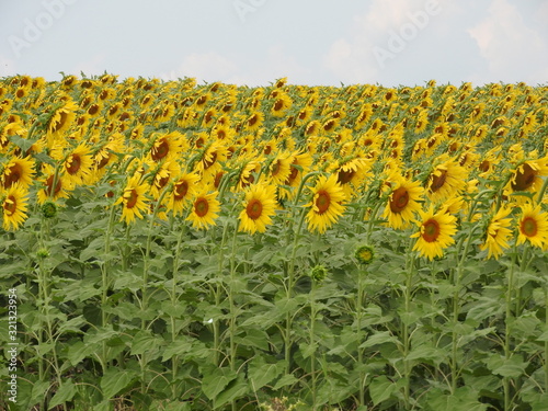 large fields of planted sunflowers and blue sky