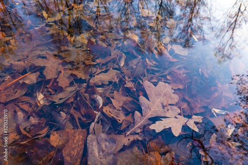 autumn leaves under water, nature textue