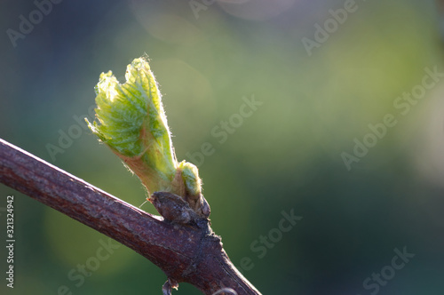 Canvas Print Young inflorescence of grapes on the vine close-up
