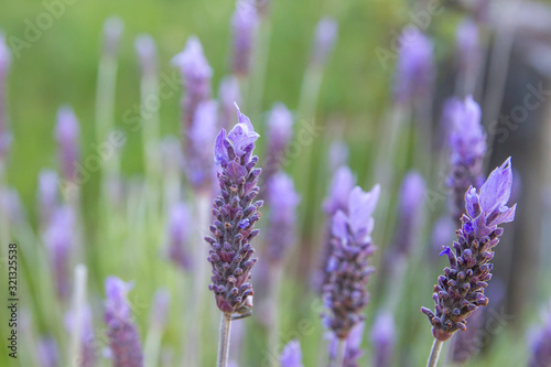 Lavender flowers blooming in spring