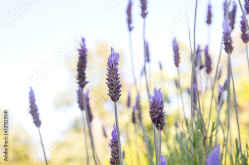 Lavender flowers blooming in spring