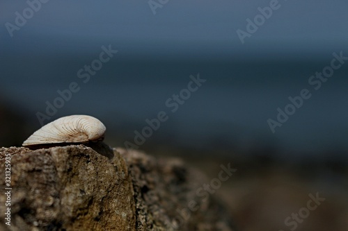 concha blanca sobre roca en playa del norte de españa fondo desenfocado de mar y playa de rocas