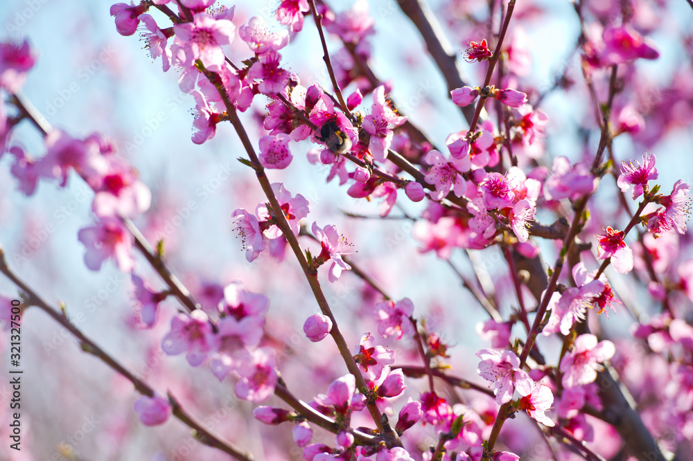 Blossoming peach tree branches, the background blurred Blossoming peach tree branches, the background blurred