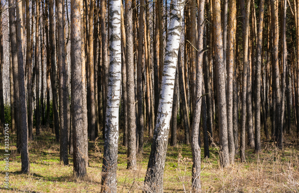 birch trees in the spring in the forest