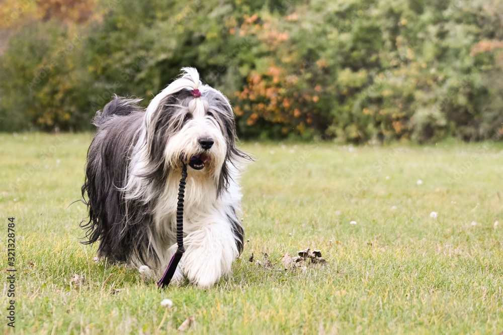 bearded collie is running with his favourite toy. He is so happy and free. The sun si so beautiful.