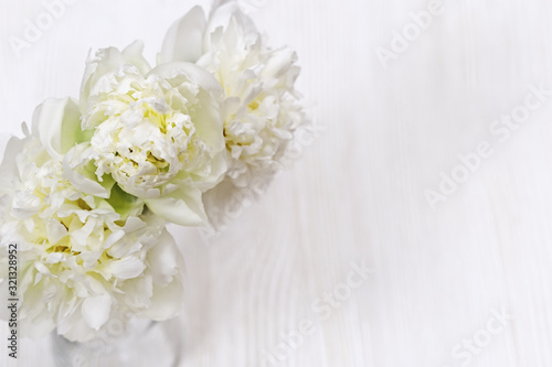 Blossom white peony flowers close up on light wood. Gentle natural background cream colored. Soft selective focus.