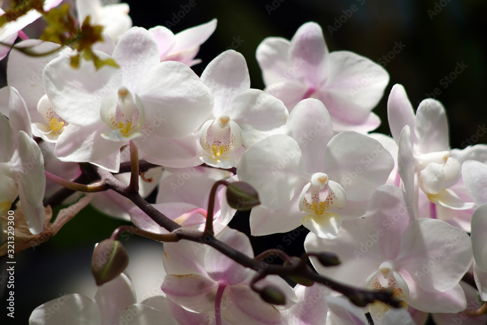 Violet purple bloom flowers orchid growing in the botanical garden. Leaves of a plant in the summer. Blooming organic background. Violet purple bloom flowers orchid growing in the botanical garden. Leaves of a plant in the summer. Blooming organic background.